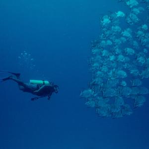 Atlantic spadefish (Chaetodipterus faber) school with a diver. Barrier Reef, Carrie Bow Caye, Belize