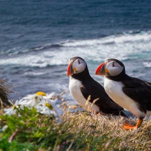 Picture of two atlantic puffins by the ocean