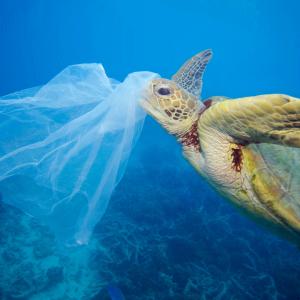 Green sea turtle (Chelonia mydas) with a plastic bag, Moore Reef, Great Barrier Reef, Australia. The bag was removed by the photographer before the turtle had a chance to eat it.