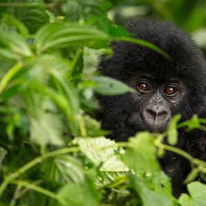 Mountain gorilla infant