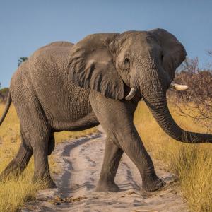 African elephant © Jessica Boklan