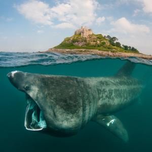 Basking shark off St Michael's Mount, Cornwall