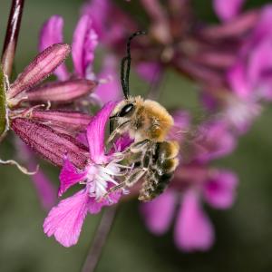 Long horned bee