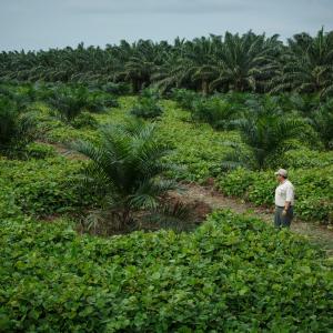 Cover crops reduce evaporation and improve soil. Agrocaribe, a Guatemalan company, was awarded the Roundtable on Sustainable Palm Oil (RSPO) certificate.