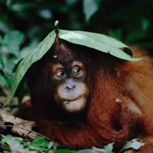 Baby Orangutan