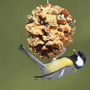 Winter Bird Feeder Activity