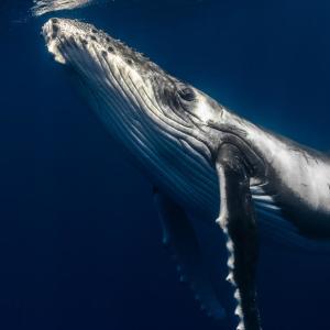 Humpback whalw