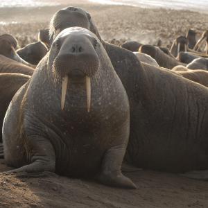 A Pacific walrus in the haul-out.