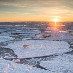 Polar bears walk across ice as sun sets