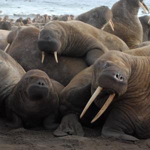 Walruses and their calves packed together, Chukotka