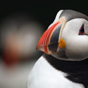 Close up of puffin