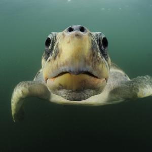 Olive Ridley, Costa Rica
