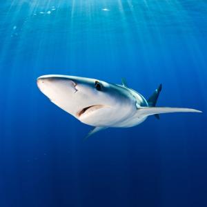 Blue shark, Mexico