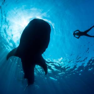 Whale shark feeding