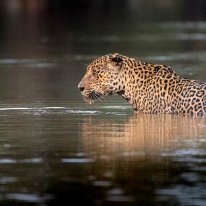 Close up of a jaguar swimming.