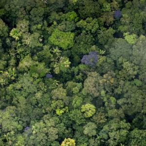 Pristine amazon forest