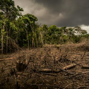 Deforestation in Brazil