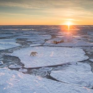 Polar bear (Ursus maritimus) on drifting ice, Svalbard, Norway, September. September
