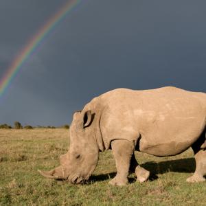 White rhinoceros, Kenya 