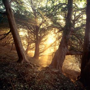 Sunl rays through the woodland of yew trees (Taxus baccata) on a winter's morning in Dorset, UK.