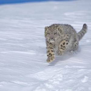 Snow Leopard Running through snow