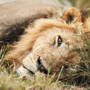 Lion at the Olare Orok Conservancy, near the Maasai Mara National Reserve, Kenya.