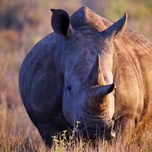 White Rhinoceros (Ceratotherium simum).Kenya