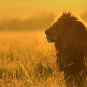 African lion in tall grass