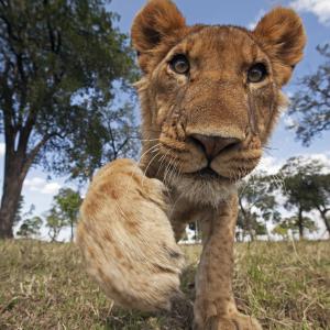 Lion adolescent