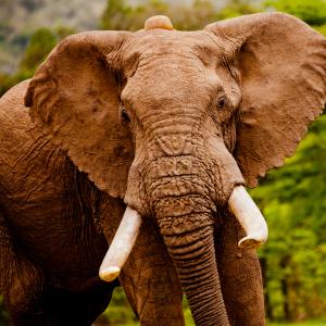 African elephant (Loxodonta africana) in the Masai Mara reserve, Kenya.