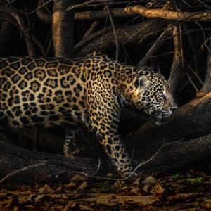 Jaguar in undergrowth
