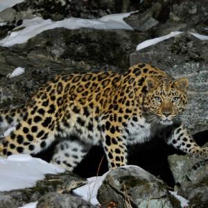 Wild female Amur leopard