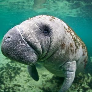 Close up of a manatee