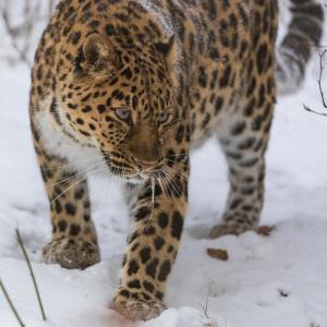 Amur leopard (Panthera pardus orientalis). Photo taken at Nordens Ark