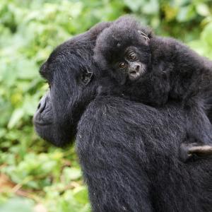 Mountain gorilla carrying her baby, Virunga National Park, Democratic Republic of Congo