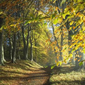Scottish Woodland