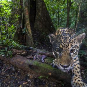 A jaguar (Panthera onca), photographed deep inside the Nouragues Natural Reserve