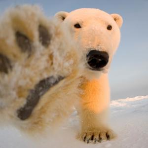 Polar bear with paw out