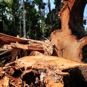 Deforestation in the Amazon rainforest, Feijo, Acre state, Brazil.