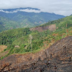 Ricefields Tavy (slash and burn) in Ambodihasina