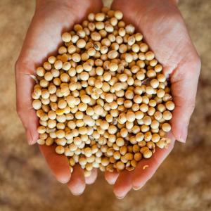 Example of raw soy product which was harvested from a sustainable farm, Cerrado.