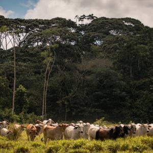 Cattle ranch with remaining forest in the background, municipality of Calamar, Guaviare Department, Colombia.