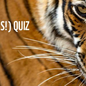 Big Cats (and dogs!) quiz