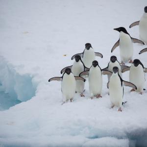 A raft of Adelie penguins (Pygoscelis adeliae) walking