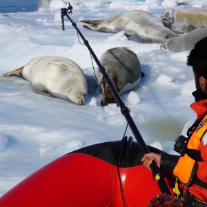 Seals being filmed