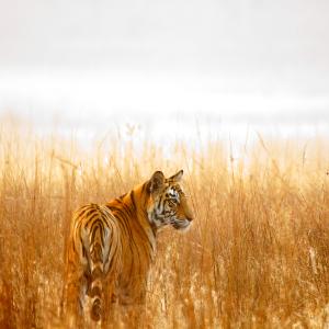 Tiger in Bandhavgarh national park