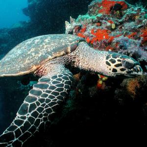 Eretmochelys imbricata, Hawksbill turtles live on coral reefs where their favourite food, sponges, are most plentiful. Fiji