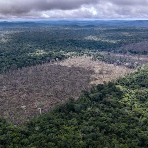 Illegal deforestation found in the indigenous Uru-Eu-Wau-Wau territory. 