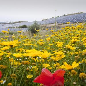 Wildflowers and a photo voltaic solar power station near Lucainena de las Torres, Andalucia, Spain.