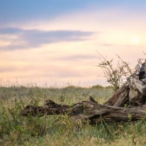 Cheetah (Acinonyx jubatus) in the Namiri Plains of the Serengeti, Tanzania